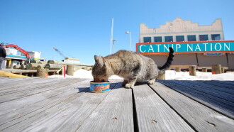 Catnip Nation Trailer
