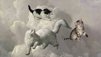 Cats 2 Trailer