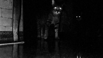 CATS Trailer