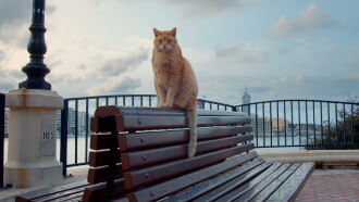 Cats of Malta Trailer