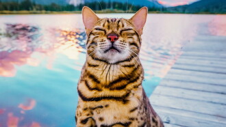 #cats_the_mewvie Trailer