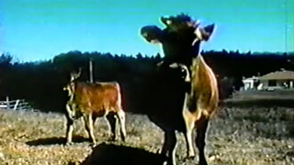 Cattle Mutilation Trailer