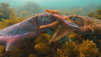 Cephalopods: The Reign of Suckers Trailer