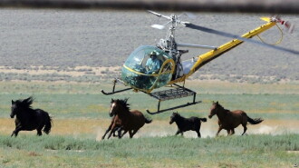 Chasing Wild Horses Trailer
