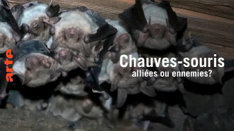 Chauve-souris: alliée ou ennemie? Trailer