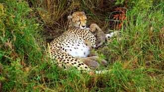 Cheetah Mom Trailer
