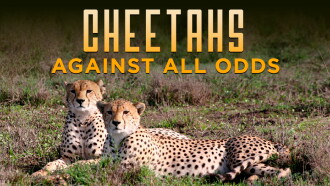Cheetahs Against All Odds Trailer