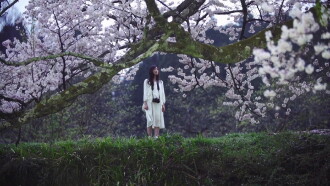 Cherry Blossom on My Palm Trailer