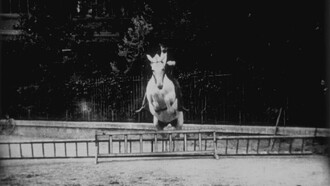 Cheval sauteur Trailer