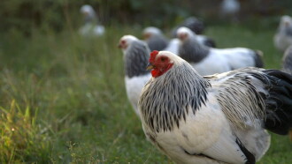 Chicken People Trailer
