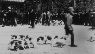Chiens : défilé de meutes Trailer