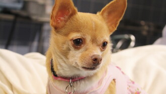 Chihuahua: The Movie Trailer