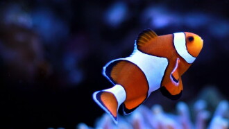 Children's Aquarium: Finding the Real Nemo & Dory Trailer