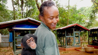 Chimp School Trailer