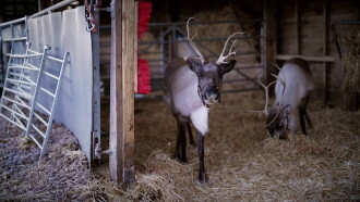 Christmas in the Cotswolds Trailer