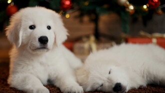 Christmas Puppies Trailer