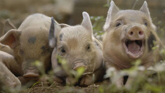 Cinq petits cochons Trailer