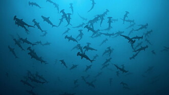 Cinquante nuances de requins Trailer