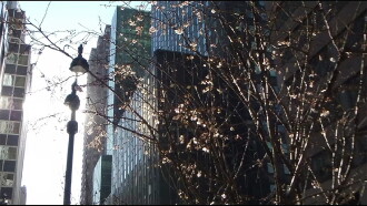City Foliage Trailer