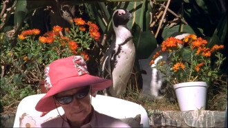 City Slickers: A tale of two African penguins Trailer