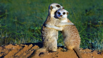 Clan of the Meerkat Trailer