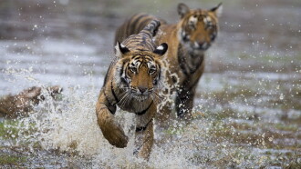 Clash of Tigers Trailer