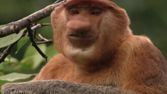 Clown of the Jungle: The Proboscis Monkey of Borneo Trailer