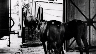 Clydesdale: Saving the Greatest Horse Trailer