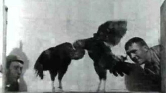 Cock Fight, No. 2 Trailer