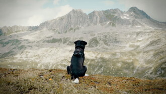 Cody - The dog days are over Trailer