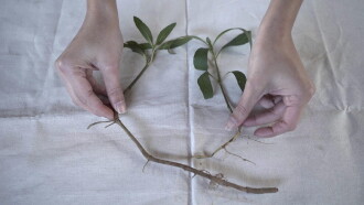 Colligare herbarium et insecta Trailer