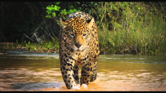 Colombia: Wild Magic Trailer