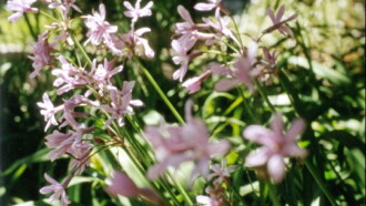 Colophon (for the Arboretum Cycle) Trailer