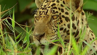 Conflits dans la Nature – Conflits dans la Jungle Trailer