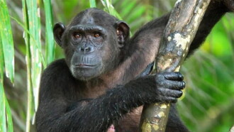 Congo sauvage Trailer