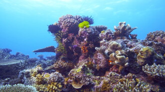 Corals, the ultimate metamorphosis Trailer