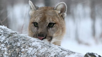 Cougar: On the Trail of the Ghost Cat Trailer