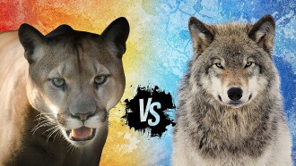 Cougar v. Wolf Trailer