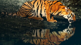 Counting Tigers Trailer