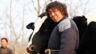 Cow Trailer