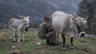 Cows on the Roof Trailer