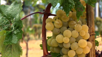 Cradle of Wine Trailer