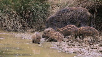 Crèches sauvages, des bébés dans nos campagnes Trailer