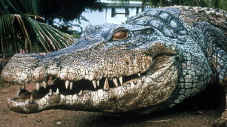 Crocodile 2: Death Roll Trailer
