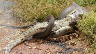 Crocodile contre serpent Le combat des géants Trailer