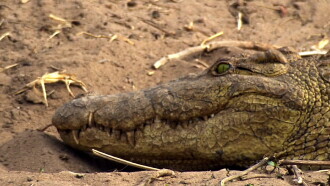 Crocodiles: Caring Killers Trailer
