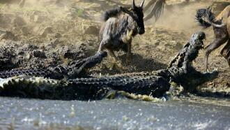 Crocodiles - The Private Life of Primeaval Reptiles Trailer