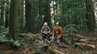 Crown Shyness Trailer