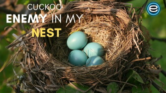 Cuckoo: The Enemy In My Nest Trailer