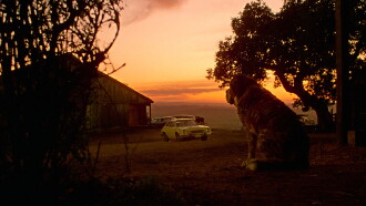 Cujo Trailer